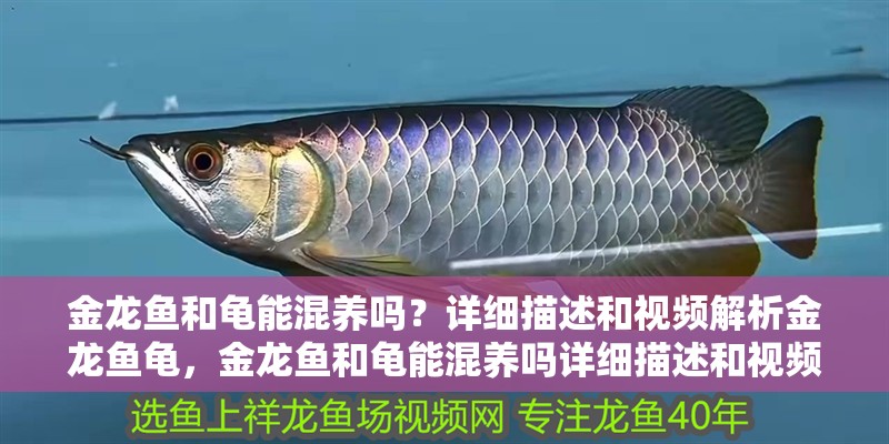 金龍魚和龜能混養嗎？詳細描述和視頻解析金龍魚龜，金龍魚和龜能混養嗎詳細描述和視頻解析金龍魚和龜的混養 金龍魚和龜能混養嗎？詳細描述和視頻解析金龍魚龜，金龍魚和龜能混養嗎詳細描述和視頻解析金龍魚和龜的混養 觀賞魚百科 第4張