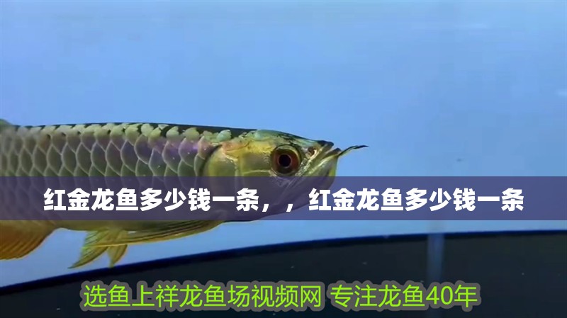紅金龍魚多少錢一條，，紅金龍魚多少錢一條
