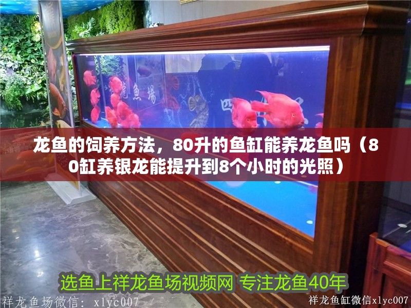 龍魚的飼養方法，80升的魚缸能養龍魚嗎（80缸養銀龍能提升到8個小時的光照）