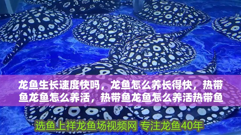龍魚生長速度快嗎，龍魚怎么養長得快，熱帶魚龍魚怎么養活，熱帶魚龍魚怎么養活熱帶魚龍魚