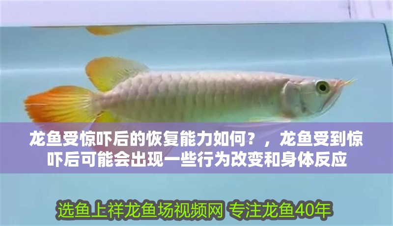 龍魚受驚嚇后的恢復能力如何？，龍魚受到驚嚇后可能會出現一些行為改變和身體反應