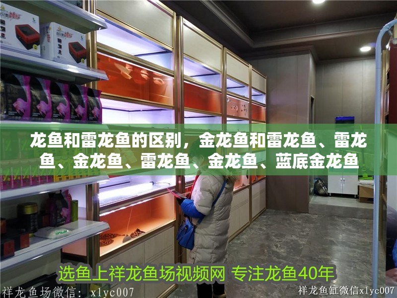 龍魚和雷龍魚的區別，金龍魚和雷龍魚、雷龍魚、金龍魚、雷龍魚、金龍魚、藍底金龍魚