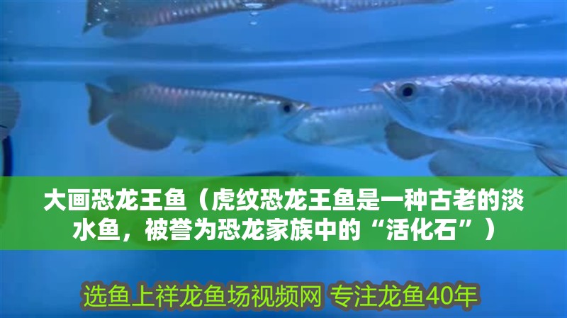 大畫恐龍王魚（虎紋恐龍王魚是一種古老的淡水魚，被譽為恐龍家族中的“活化石”） 大畫恐龍王魚（虎紋恐龍王魚是一種古老的淡水魚，被譽為恐龍家族中的“活化石”） 觀賞魚百科 第1張