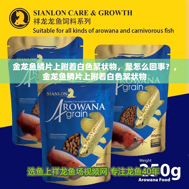 金龍魚鱗片上附著白色絮狀物，是怎么回事？，金龍魚鱗片上附著白色絮狀物