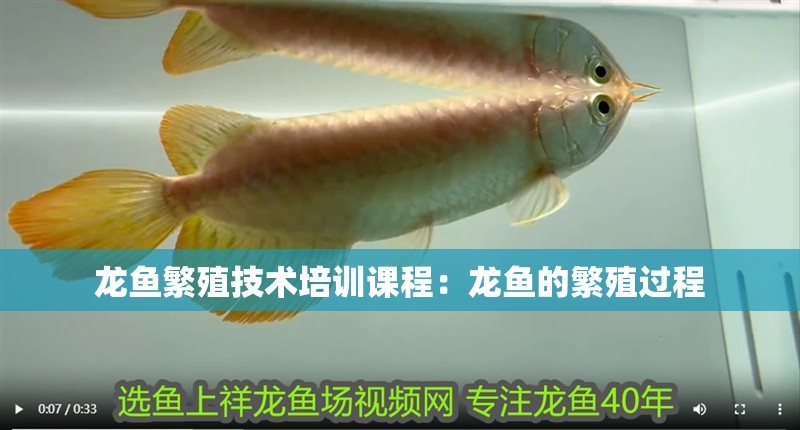 龍魚繁殖技術(shù)培訓(xùn)課程：龍魚的繁殖過程