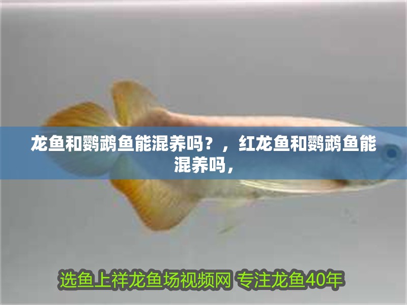 龍魚和鸚鵡魚能混養嗎？，紅龍魚和鸚鵡魚能混養嗎，