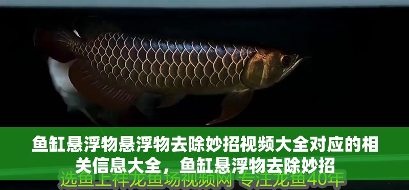 魚缸懸浮物懸浮物去除妙招視頻大全對應(yīng)的相關(guān)信息大全，魚缸懸浮物去除妙招