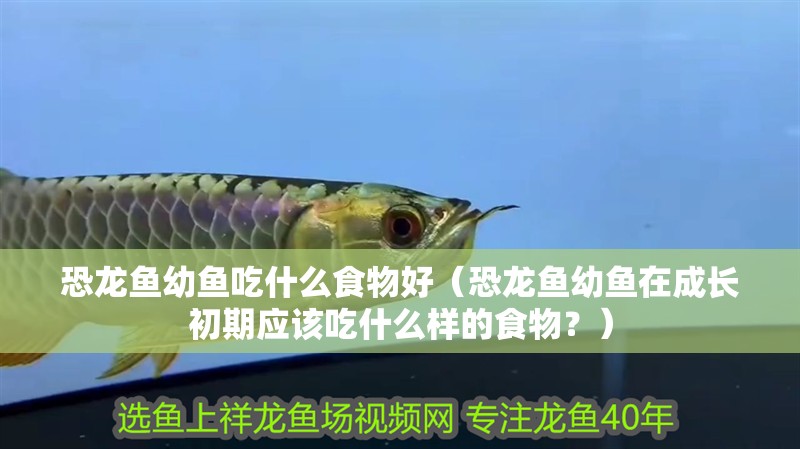 恐龍魚幼魚吃什么食物好（恐龍魚幼魚在成長初期應該吃什么樣的食物？）