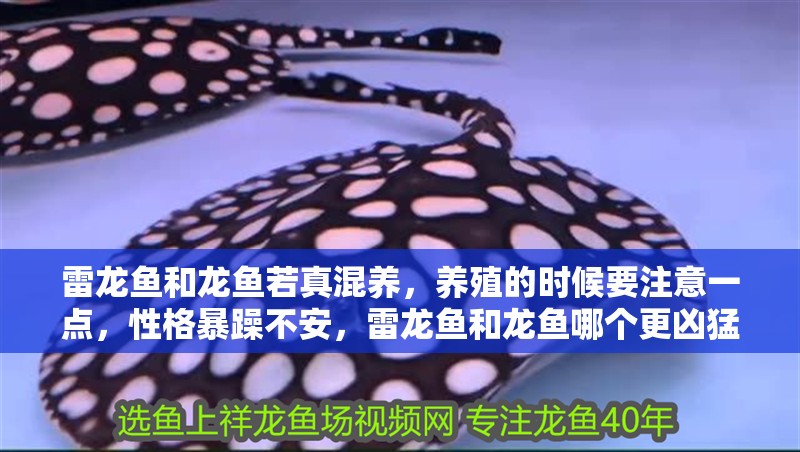 雷龍魚和龍魚若真混養，養殖的時候要注意一點，性格暴躁不安，雷龍魚和龍魚哪個更兇猛