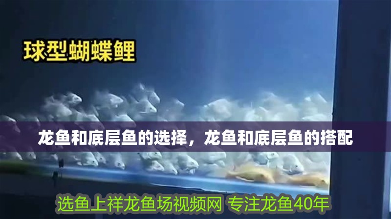 龍魚和底層魚的選擇，龍魚和底層魚的搭配