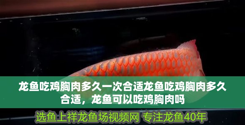龍魚吃雞胸肉多久一次合適龍魚吃雞胸肉多久合適，龍魚可以吃雞胸肉嗎