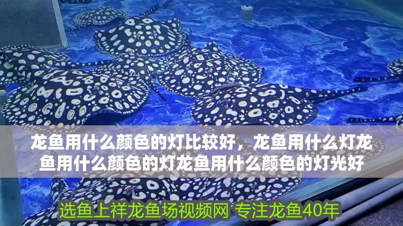 龍魚(yú)用什么顏色的燈比較好，龍魚(yú)用什么燈龍魚(yú)用什么顏色的燈龍魚(yú)用什么顏色的燈光好