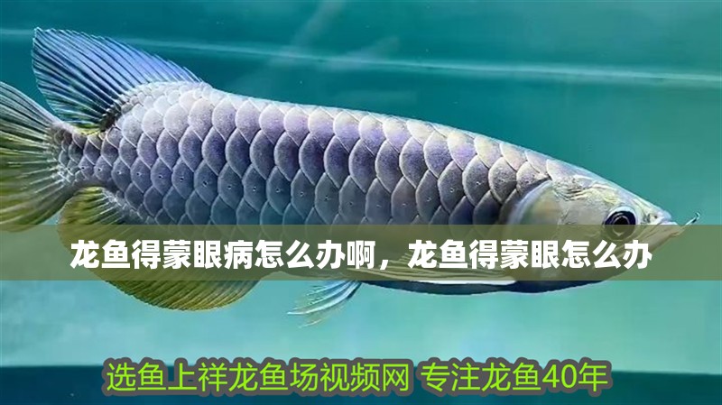 龍魚得蒙眼病怎么辦啊，龍魚得蒙眼怎么辦