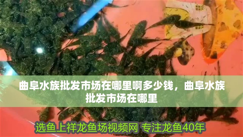 曲阜水族批發市場在哪里啊多少錢，曲阜水族批發市場在哪里 曲阜水族批發市場在哪里啊多少錢，曲阜水族批發市場在哪里 觀賞魚百科