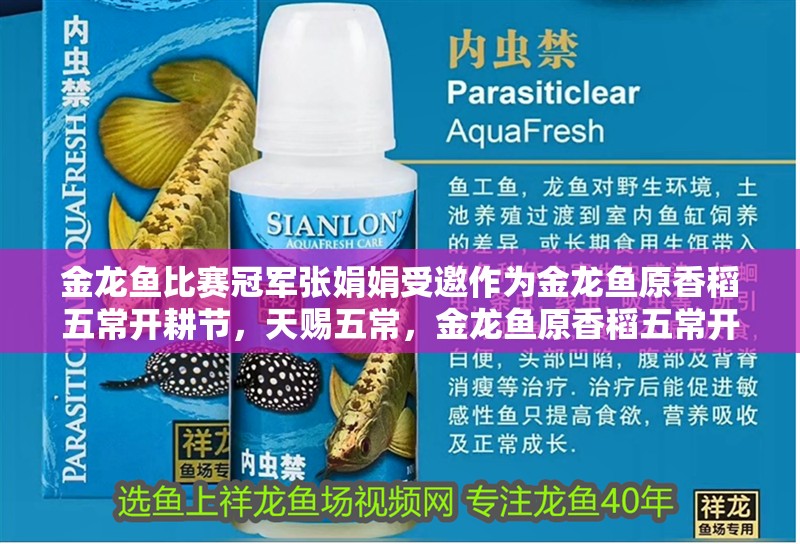 金龍魚比賽冠軍張娟娟受邀作為金龍魚原香稻五常開耕節，天賜五常，金龍魚原香稻五常開耕節