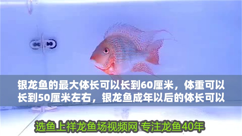 銀龍魚的最大體長(zhǎng)可以長(zhǎng)到60厘米，體重可以長(zhǎng)到50厘米左右，銀龍魚成年以后的體長(zhǎng)可以達(dá)到多少？