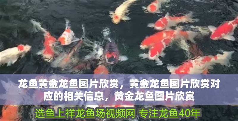 龍魚黃金龍魚圖片欣賞，黃金龍魚圖片欣賞對應的相關信息，黃金龍魚圖片欣賞