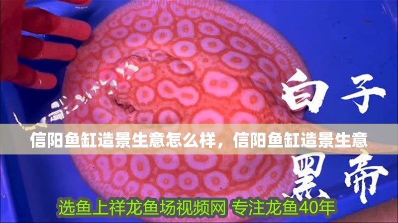 信陽魚缸造景生意怎么樣，信陽魚缸造景生意