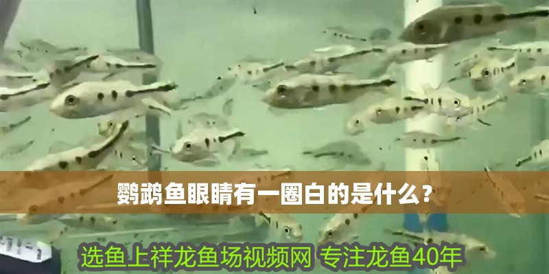 鸚鵡魚(yú)眼睛有一圈白的是什么？
