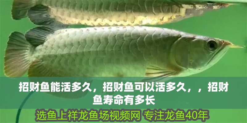 招財魚能活多久，招財魚可以活多久，，招財魚壽命有多長