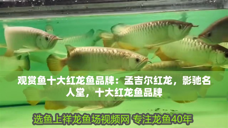觀賞魚十大紅龍魚品牌：孟吉爾紅龍，影馳名人堂，十大紅龍魚品牌