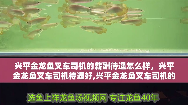 興平金龍魚叉車司機的薪酬待遇怎么樣，興平金龍魚叉車司機待遇好,興平金龍魚叉車司機的福利待遇