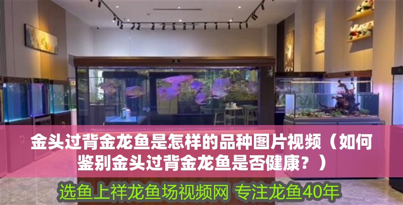 金頭過背金龍魚是怎樣的品種圖片視頻（如何鑒別金頭過背金龍魚是否健康？）