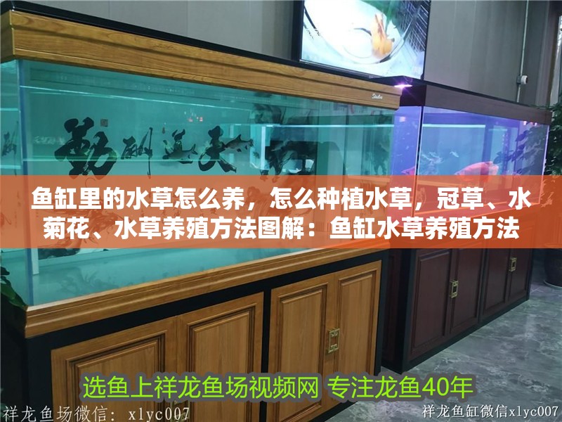 魚缸里的水草怎么養(yǎng)，怎么種植水草，冠草、水菊花、水草養(yǎng)殖方法圖解：魚缸水草養(yǎng)殖方法