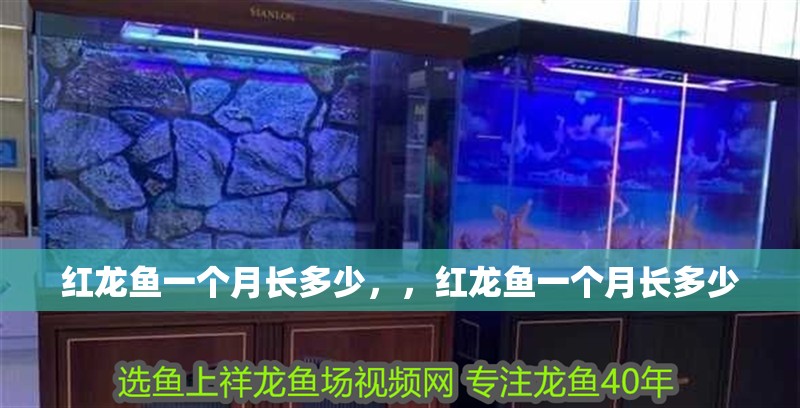 紅龍魚一個月長多少，，紅龍魚一個月長多少