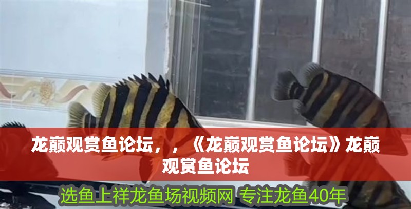 龍巔觀賞魚論壇，，《龍巔觀賞魚論壇》龍巔觀賞魚論壇
