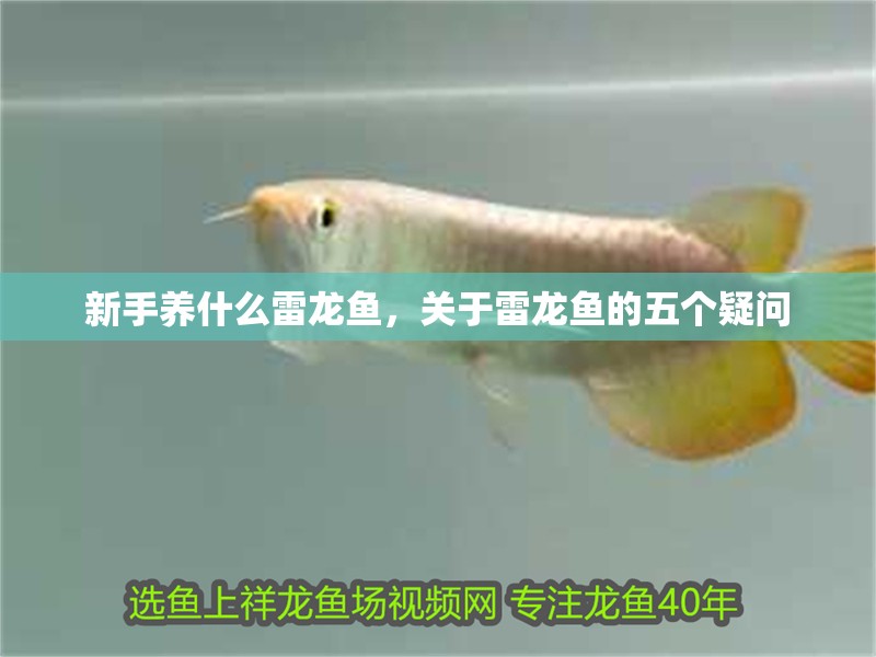 新手養什么雷龍魚，關于雷龍魚的五個疑問