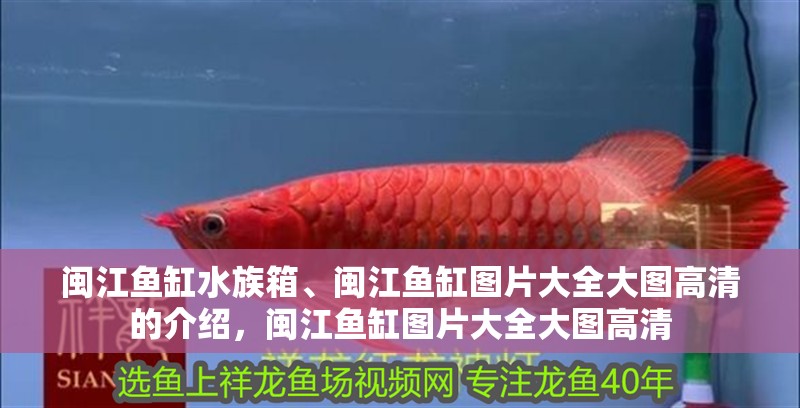 閩江魚缸水族箱、閩江魚缸圖片大全大圖高清的介紹，閩江魚缸圖片大全大圖高清