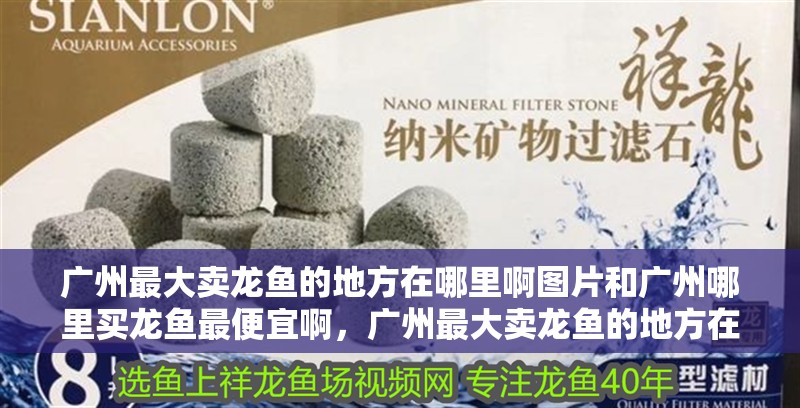 廣州最大賣龍魚的地方在哪里啊圖片和廣州哪里買龍魚最便宜啊，廣州最大賣龍魚的地方在哪里