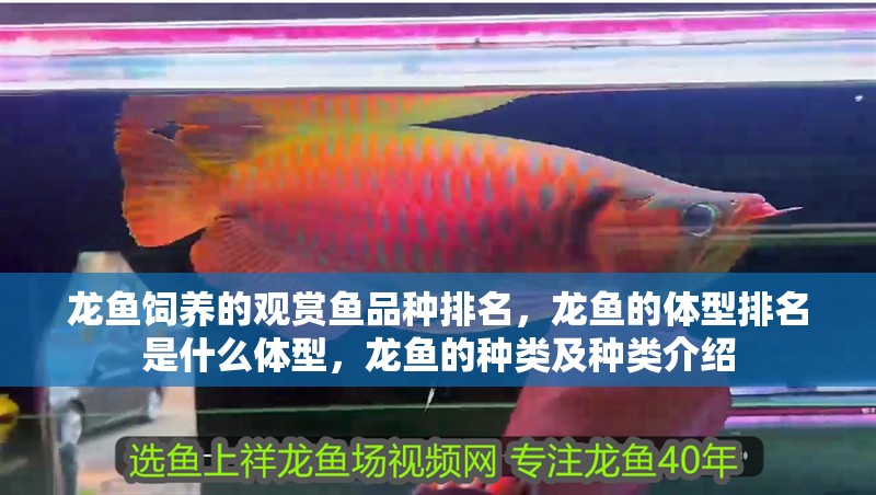 龍魚飼養的觀賞魚品種排名，龍魚的體型排名是什么體型，龍魚的種類及種類介紹