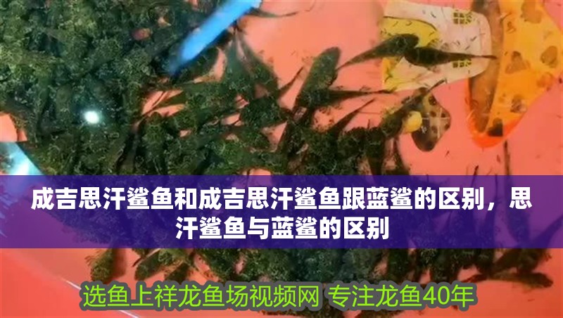 成吉思汗鯊魚和成吉思汗鯊魚跟藍(lán)鯊的區(qū)別,思汗鯊魚與藍(lán)鯊的區(qū)別 觀賞魚百科 第2張 成吉思汗鯊魚和成吉思汗鯊魚跟藍(lán)鯊的區(qū)別,思汗鯊魚與藍(lán)鯊的區(qū)別 成吉思汗鯊魚和成吉思汗鯊魚跟藍(lán)鯊的區(qū)別,思汗鯊魚與藍(lán)鯊的區(qū)別 觀賞魚百科 第2張