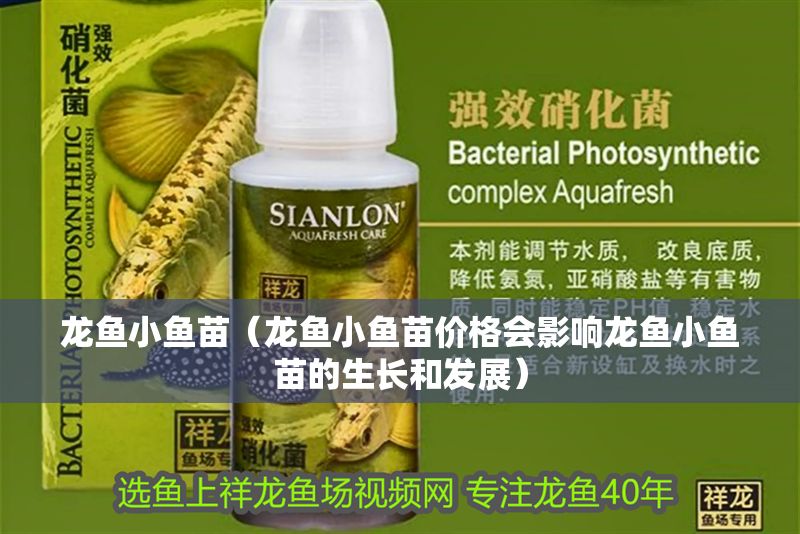 龍魚小魚苗（龍魚小魚苗價格會影響龍魚小魚苗的生長和發展） 龍魚小魚苗（龍魚小魚苗價格會影響龍魚小魚苗的生長和發展） 龍魚百科 第2張