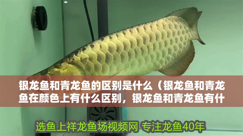 銀龍魚和青龍魚的區別是什么（銀龍魚和青龍魚在顏色上有什么區別，銀龍魚和青龍魚有什么區別）