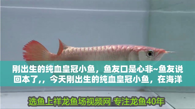 剛出生的純血皇冠小魚，魚友口是心非~魚友說回本了,，今天剛出生的純血皇冠小魚，在海洋生物學(xué)研究中