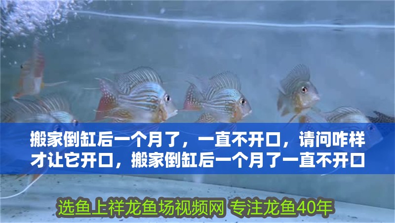 搬家倒缸后一個(gè)月了，一直不開口，請(qǐng)問咋樣才讓它開口，搬家倒缸后一個(gè)月了一直不開口，請(qǐng)問咋樣才讓它開口