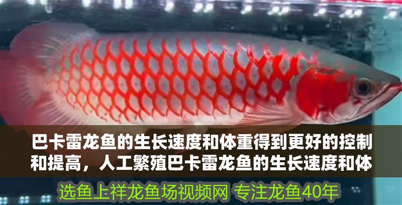 巴卡雷龍魚的生長速度和體重得到更好的控制和提高，人工繁殖巴卡雷龍魚的生長速度和體重可以達到200公斤以上