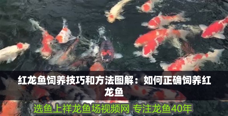 紅龍魚飼養技巧和方法圖解：如何正確飼養紅龍魚 紅龍魚飼養技巧和方法圖解：如何正確飼養紅龍魚 觀賞魚百科