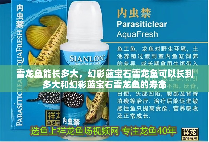 雷龍魚能長多大，幻彩藍寶石雷龍魚可以長到多大和幻彩藍寶石雷龍魚的壽命