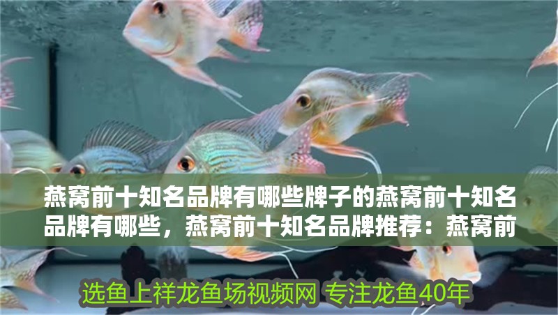 燕窩前十知名品牌有哪些牌子的燕窩前十知名品牌有哪些，燕窩前十知名品牌推薦：燕窩前十知名品牌有哪些品牌 燕窩前十知名品牌有哪些牌子的燕窩前十知名品牌有哪些，燕窩前十知名品牌推薦：燕窩前十知名品牌有哪些品牌 觀賞魚百科