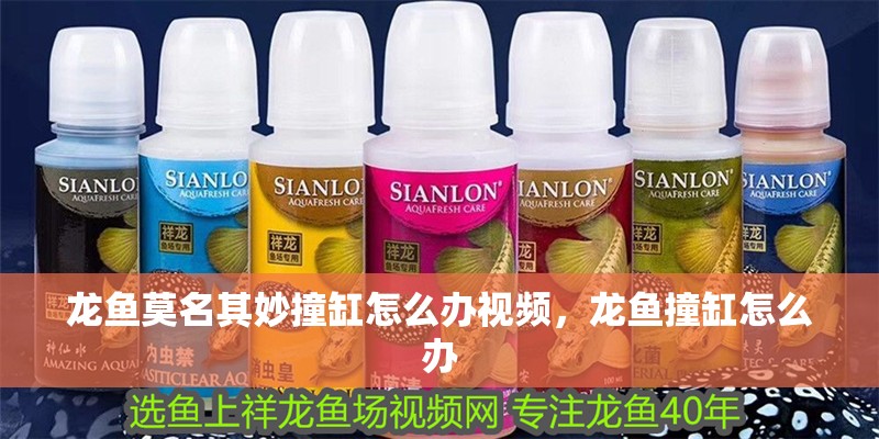 龍魚莫名其妙撞缸怎么辦視頻，龍魚撞缸怎么辦