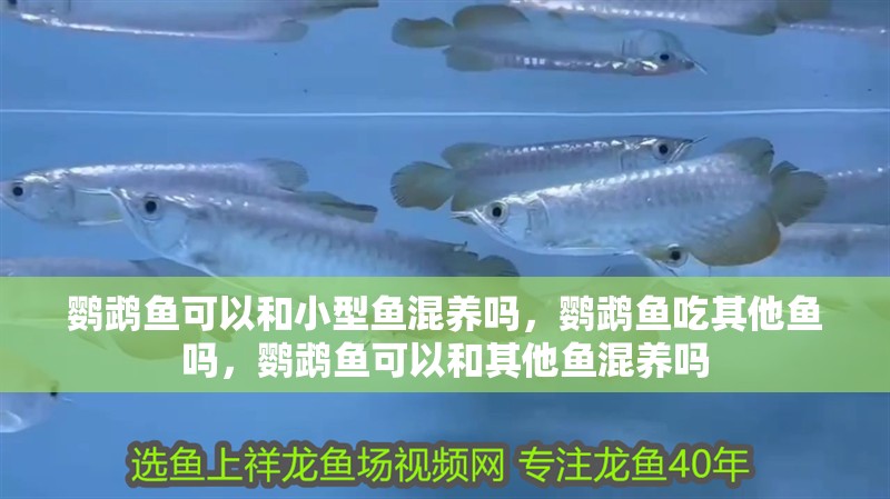 鸚鵡魚可以和小型魚混養(yǎng)嗎，鸚鵡魚吃其他魚嗎，鸚鵡魚可以和其他魚混養(yǎng)嗎