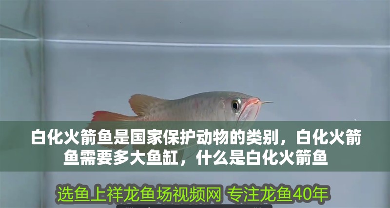 白化火箭魚是國家保護動物的類別,白化火箭魚需要多大魚缸,什么是白化火箭魚 觀賞魚百科 第1張 白化火箭魚是國家保護動物的類別,白化火箭魚需要多大魚缸,什么是白化火箭魚 白化火箭魚是國家保護動物的類別,白化火箭魚需要多大魚缸,什么是白化火箭魚 觀賞魚百科 第1張