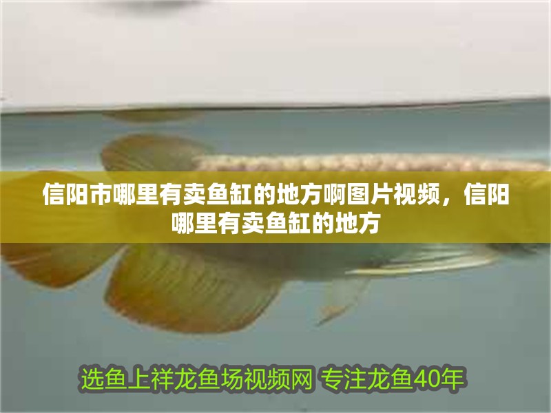 信陽市哪里有賣魚缸的地方啊圖片視頻，信陽哪里有賣魚缸的地方 信陽市哪里有賣魚缸的地方啊圖片視頻，信陽哪里有賣魚缸的地方 觀賞魚百科 第2張