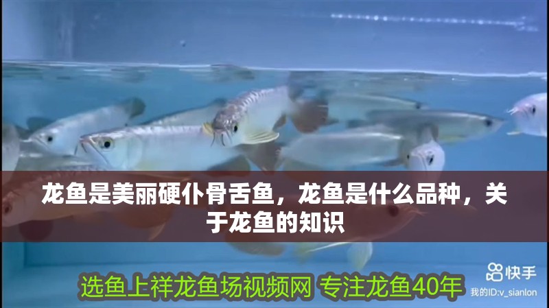 龍魚是美麗硬仆骨舌魚，龍魚是什么品種，關于龍魚的知識