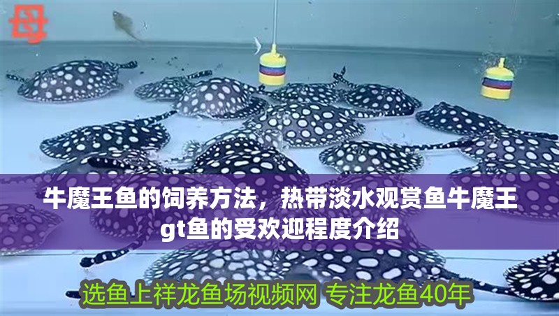 牛魔王魚的飼養方法，熱帶淡水觀賞魚牛魔王gt魚的受歡迎程度介紹