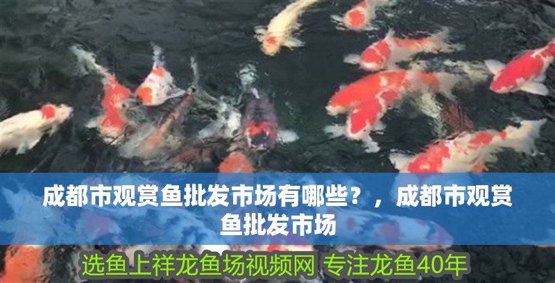 成都市觀賞魚批發市場有哪些？，成都市觀賞魚批發市場